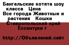 Бангальские котята шоу класса › Цена ­ 25 000 - Все города Животные и растения » Кошки   . Ставропольский край,Ессентуки г.